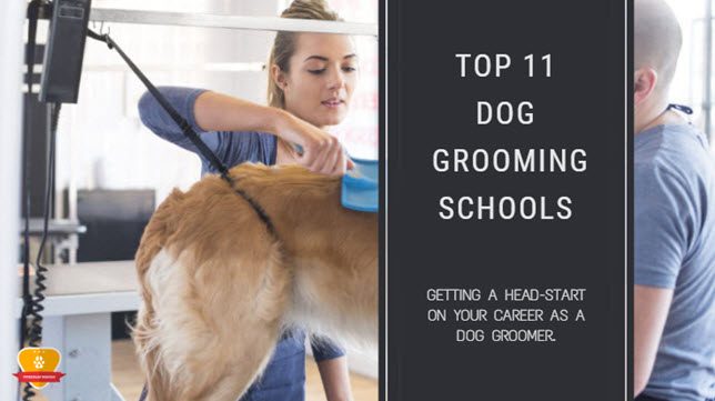 pet grooming classes