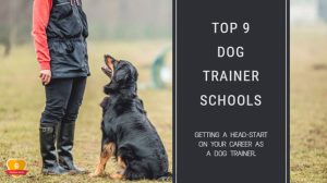 Dog Trainer Schools 300x168 