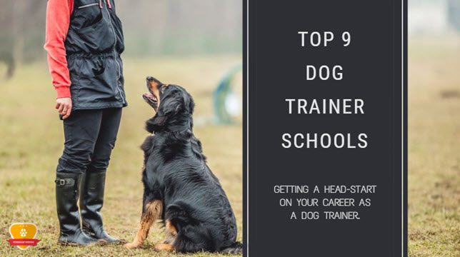 puppy training school