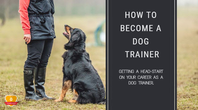 How To Become A Dog Trainer