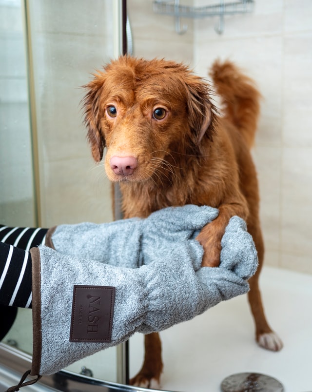 Dog Groomer Salary (How Much Do Dog Groomers Make?)