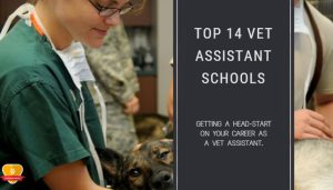 Top 14 Best Veterinary Assistant Schools For 2024 Choose Wisely   Top Vet Schools 300x171 