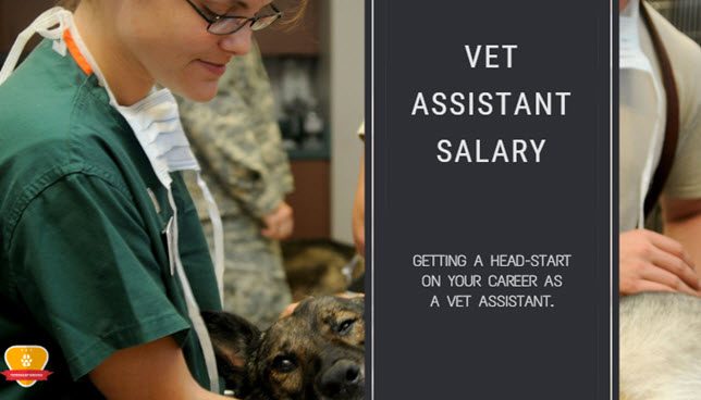 Veterinary Assistant Salary How Much Does A Vet Assistant Make 