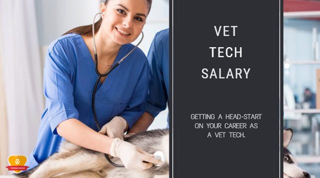 Veterinary Technician Salary How Much Does A Vet Tech Make 