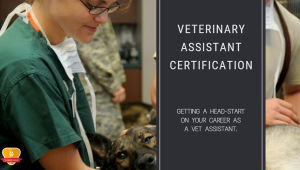 Veterinary Assistant Certification   Veterinary Assistant Certification 300x170 